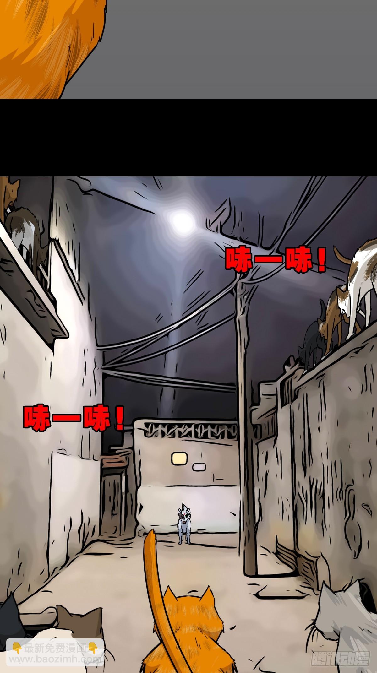 猫狗斗24