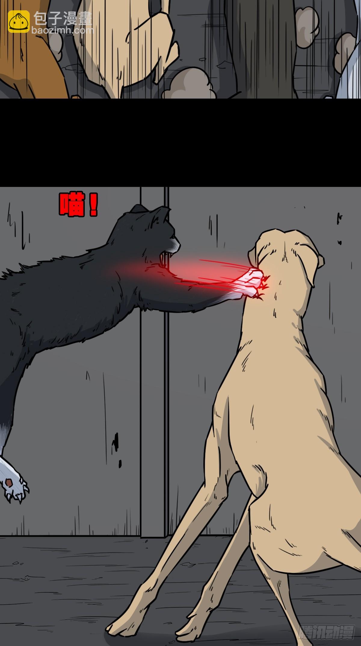 猫狗斗29