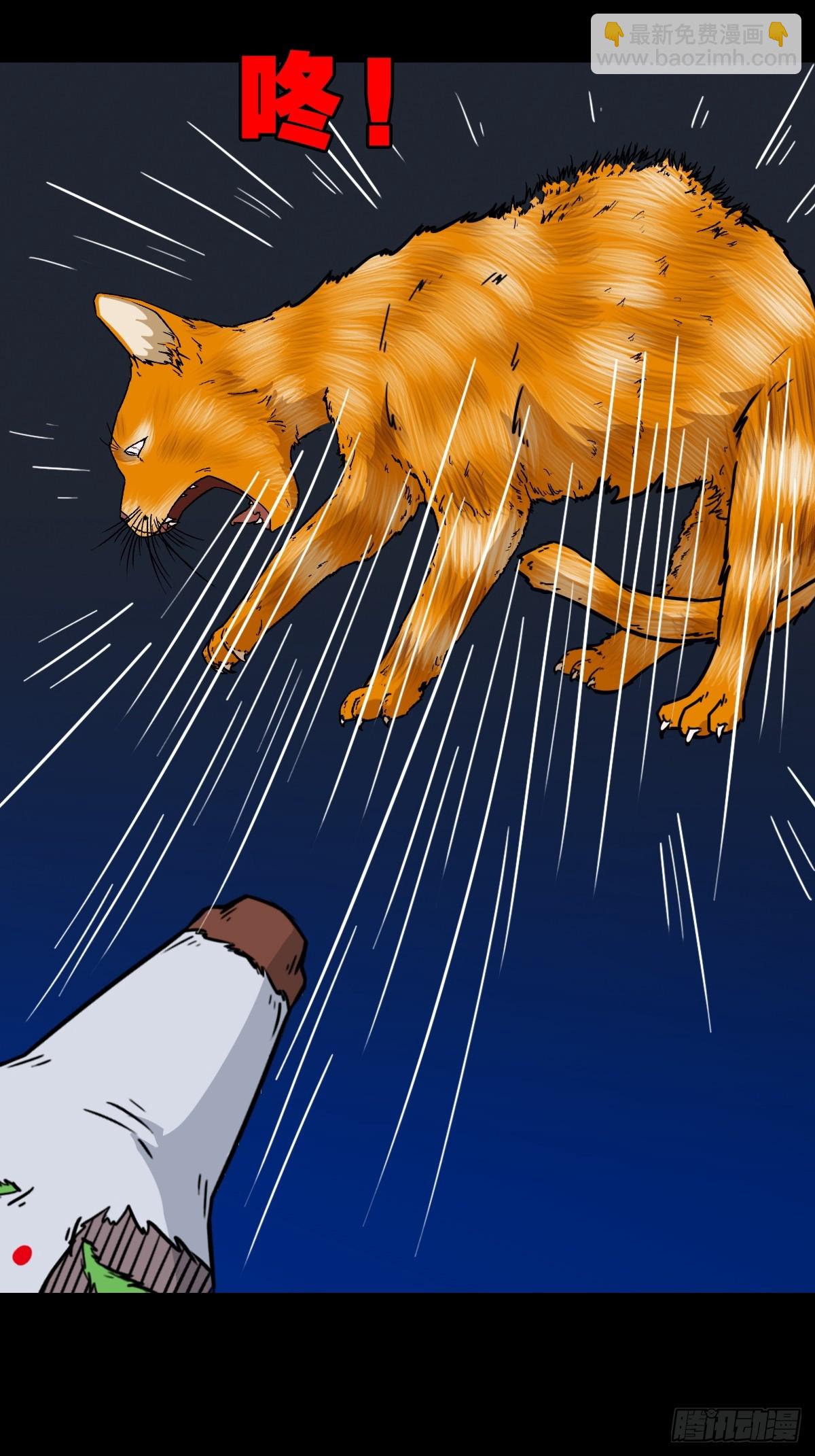 猫狗斗41