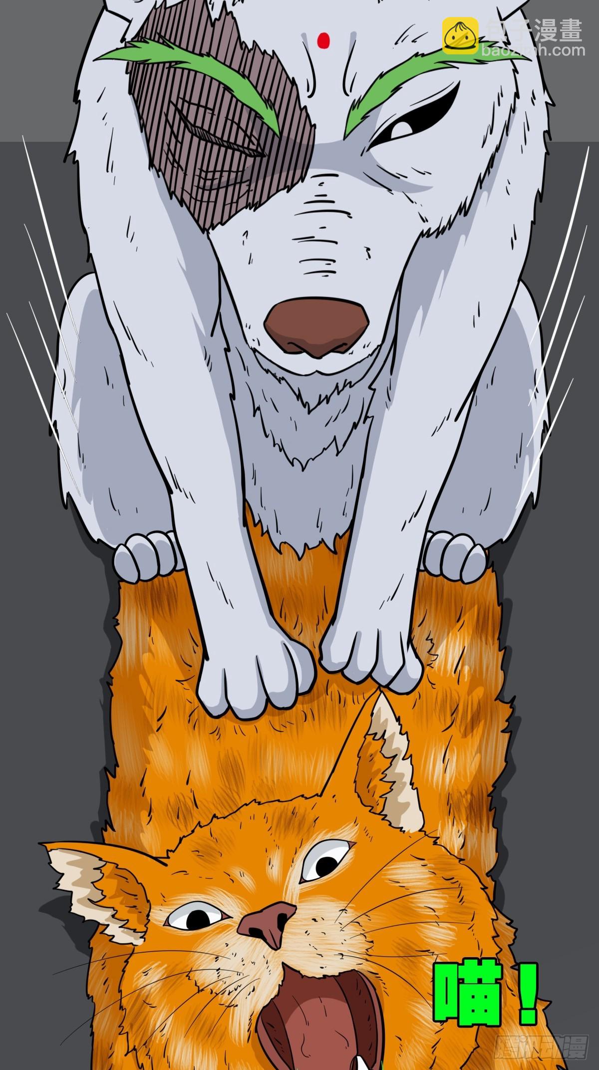 猫狗斗45