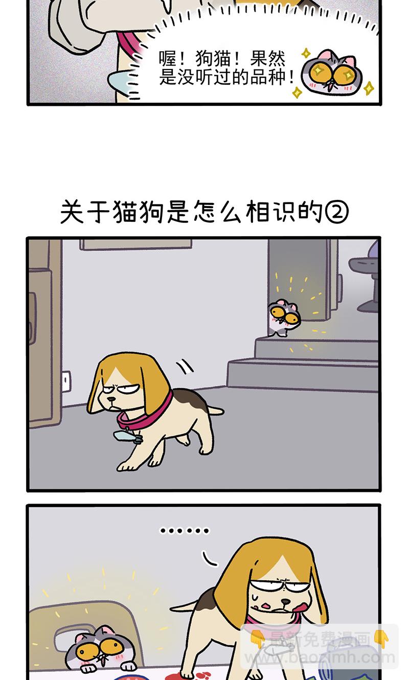 第128话1 关于猫狗是怎么相识的2