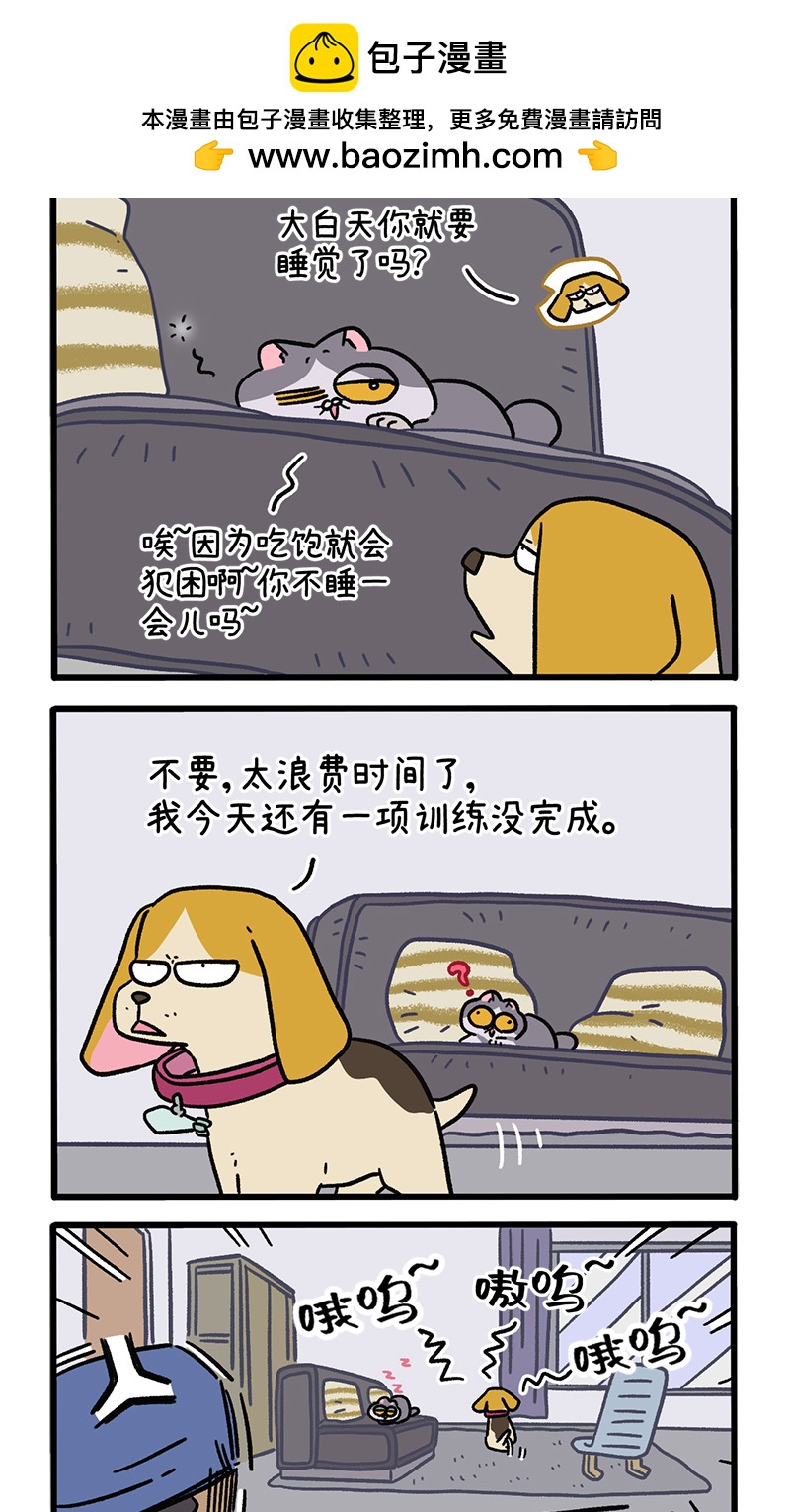 第129话1 关于猫狗是怎么相处的1
