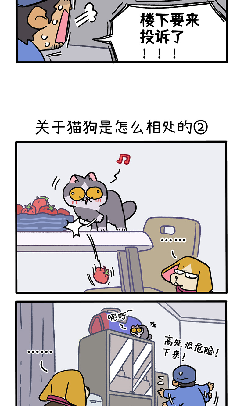 第129话1 关于猫狗是怎么相处的2