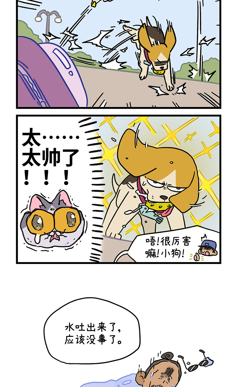 第129话2 关于猫狗是怎么相处的5