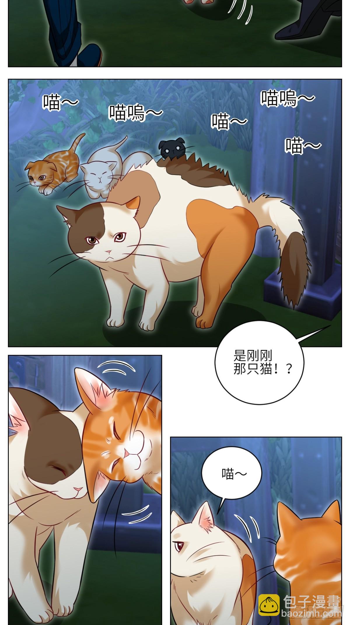 找到的可不止小猫咪6