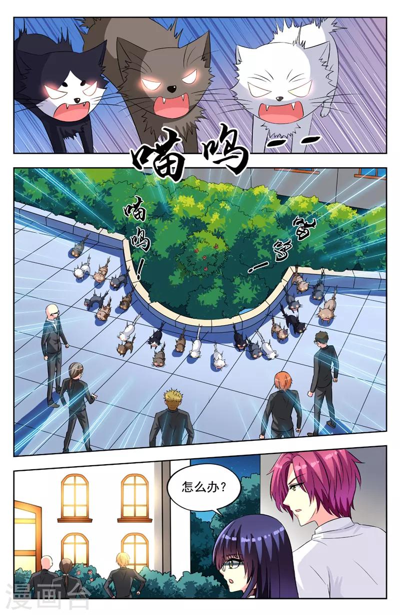 第54话 群猫1